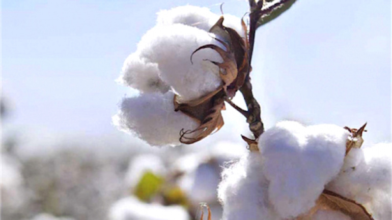 La nouvelle campagne cotonnière lancée sur fond de redynamisation de la filière