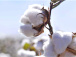 La nouvelle campagne cotonnière lancée sur fond de redynamisation de la filière