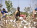 Coton : à Lomé, les producteurs africains se concertent sur la professionnalisation de la filière