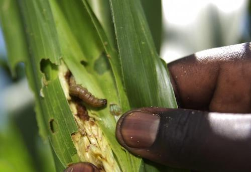 Le Togo bénéficie d’un million de dollars de la BAD et de la FAO pour lutter en urgence contre la chenille légionnaire d’automne