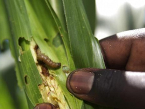 Le Togo bénéficie d’un million de dollars de la BAD et de la FAO pour lutter en urgence contre la chenille légionnaire d’automne