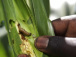 Le Togo bénéficie d’un million de dollars de la BAD et de la FAO pour lutter en urgence contre la chenille légionnaire d’automne