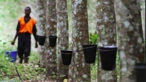 Côte d&#039;Ivoire: les exportations de caoutchouc ont crû de 20,4% entre janvier et juillet 2018