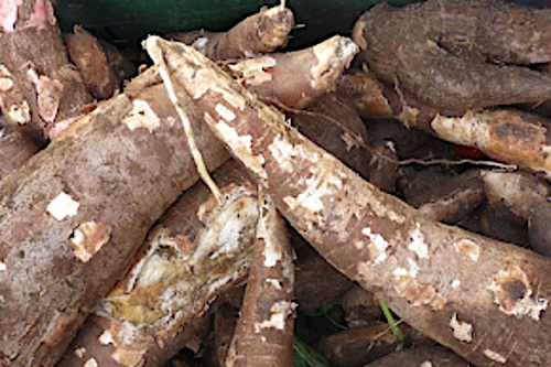 filieres-tubercules-la-production-en-hausse