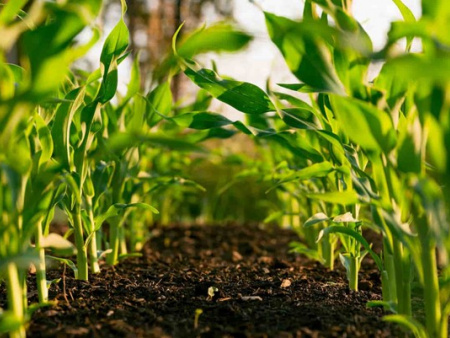 L’Agence de transformation agricole recrute