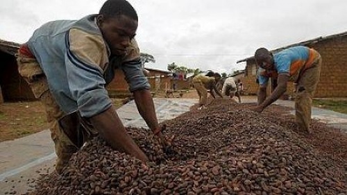 Côte d&#039;Ivoire : le changement climatique s&#039;annonce comme un casse-tête pour la filière cacao