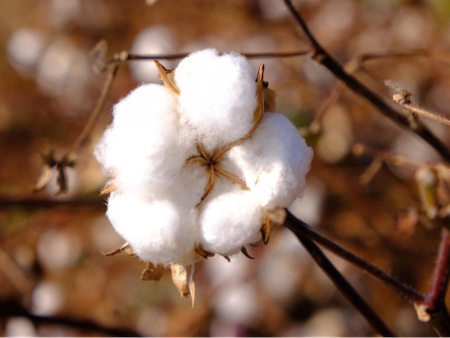 L&rsquo;Asie du Sud-Est, principal march&eacute; d&rsquo;exportation du coton togolais