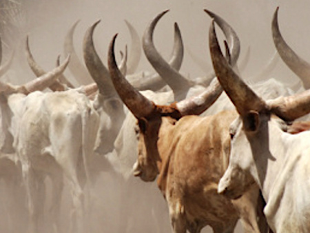 A Lomé, les acteurs de la Cedeao échangent sur le pastoralisme et la transhumance