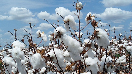 Production cotonnière : optimiste, la faîtière des producteurs de coton prévoit un rebond majeur pour la campagne 2023-2024