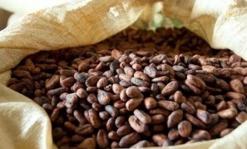 Nigeria : les premières récoltes de cacao de la campagne 2018-2019 montrent des niveaux élevés de moisissures