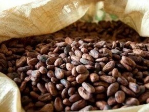 Nigeria : les premières récoltes de cacao de la campagne 2018-2019 montrent des niveaux élevés de moisissures