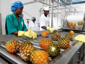 Agro-transformation: une opportunité de formation de courte durée pour 100 jeunes