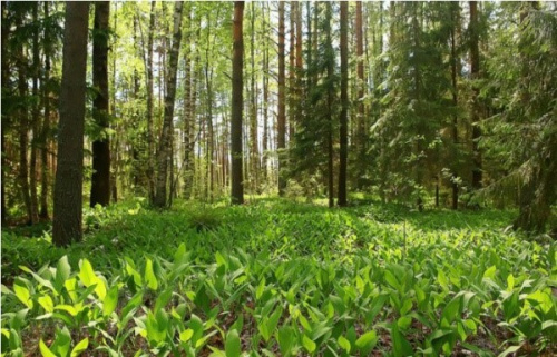Restauration des forêts : un comité national pilotera désormais les activités