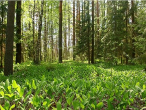 Restauration des forêts : un comité national pilotera désormais les activités