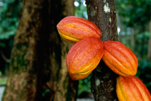 Plus d’un million de plants de caféiers et cacaoyers pour la nouvelle campagne agricole