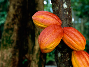 Plus d’un million de plants de caféiers et cacaoyers pour la nouvelle campagne agricole