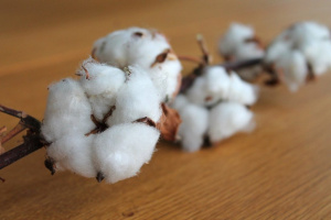 Coton : 60.403 tonnes produits en 2024-2025