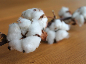 coton-60-403-tonnes-produits-en-2024-2025