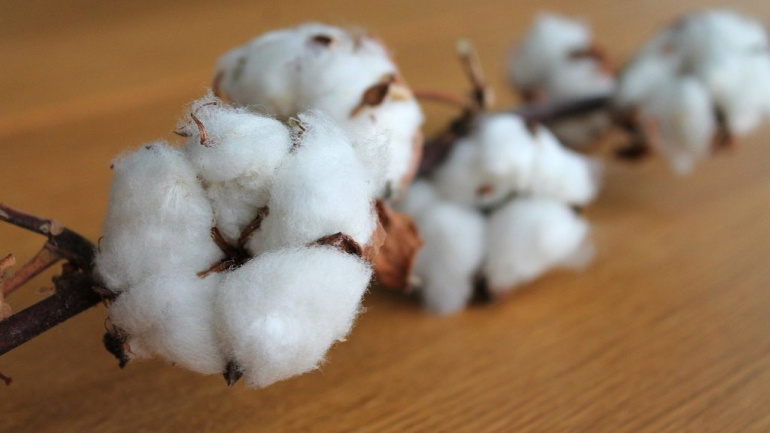 coton-60-403-tonnes-produits-en-2024-2025
