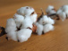 Coton : 60.403 tonnes produits en 2024-2025