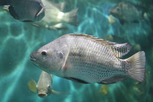 L’IFAD d’Elavagnon, dédié à l’aquaculture, ouvrira ses portes le mois prochain  