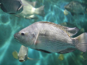 L’IFAD d’Elavagnon, dédié à l’aquaculture, ouvrira ses portes le mois prochain  