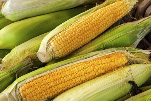 929 000 tonnes de maïs produites en 2021, malgré une année difficile