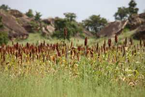 Agriculture : le Togo obtient 300 millions $ de la Banque mondiale pour renforcer le secteur