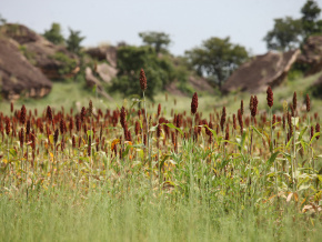 Agriculture : le Togo obtient 300 millions $ de la Banque mondiale pour renforcer le secteur