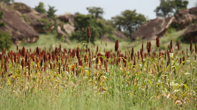 agriculture-le-togo-obtient-300-millions-de-la-banque-mondiale-pour-renforcer-le-secteur