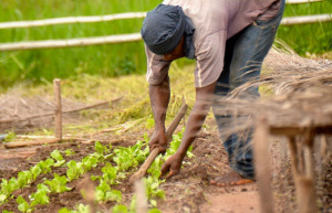 Agro&eacute;cologie : vers de meilleures performances dans les Plateaux