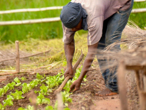 agroecologie-vers-de-meilleures-performances-dans-les-plateaux