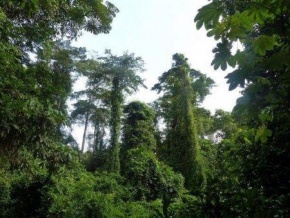 Côte d’Ivoire : le gouvernement se dote d’un outil de surveillance satellitaire des forêts
