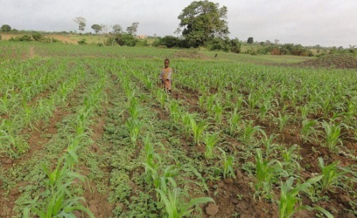 Agriculture : le Togo veut améliorer son conseil agricole