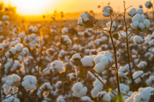 Coton : production record d&#039;environ 16.000 tonnes pour les Plateaux-Sud