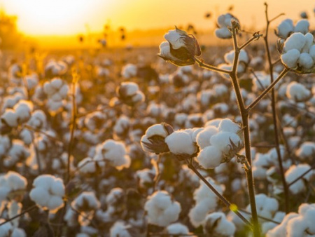 Coton : production record d&#039;environ 16.000 tonnes pour les Plateaux-Sud