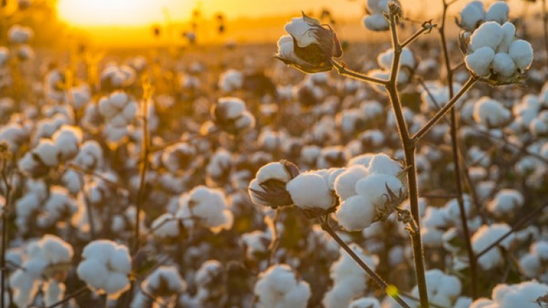 coton-production-record-d-environ-16-000-tonnes-pour-les-plateaux-sud