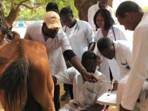 enseignement-superieur-candidatures-ouvertes-pour-des-bourses-en-sciences-et-medecine-veterinaires