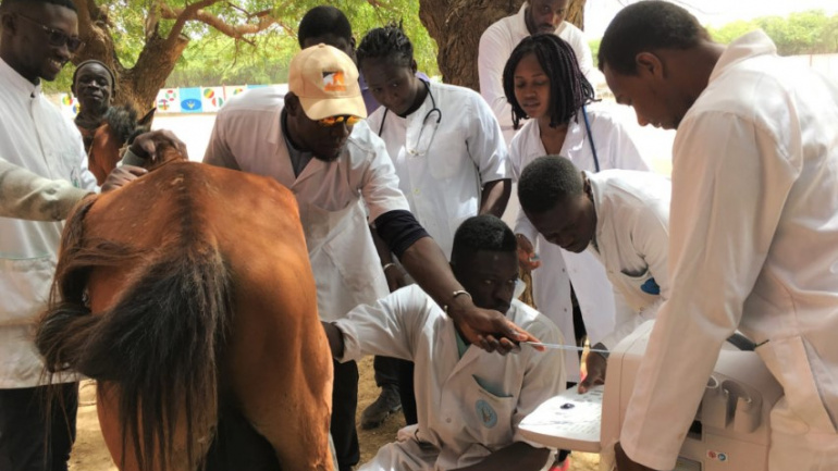 enseignement-superieur-candidatures-ouvertes-pour-des-bourses-en-sciences-et-medecine-veterinaires