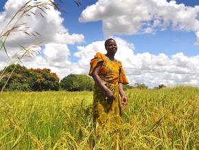 Sécurité alimentaire : le Togo dégage un excédent sur la campagne agricole 2017-2018, sur fond de belles perspectives