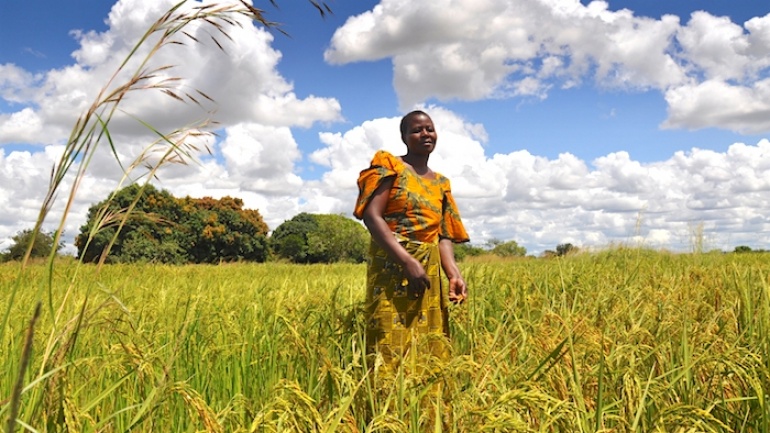 Sécurité alimentaire : le Togo dégage un excédent sur la campagne agricole 2017-2018, sur fond de belles perspectives