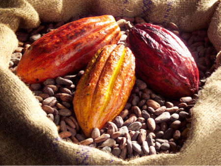 Agro : comment le PASA a boosté les cultures d’exportation au Togo