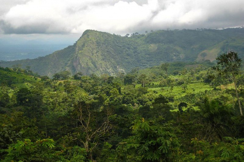 Environnement : la forêt classée de Missahöhe dotée d&#039;un plan d’aménagement