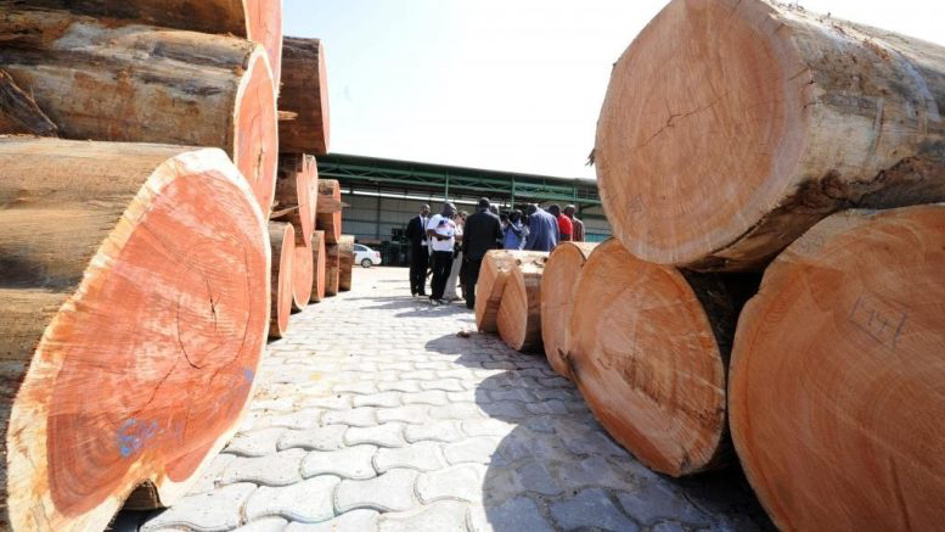 Des produits forestiers aux enchères à partir du 21 juillet