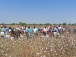 Coup d’envoi de la campagne de commercialisation de coton-graine