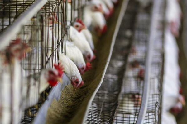 Plus de 150 000 emplois pourraient être créés dans la filière avicole d’ici 2025 si…