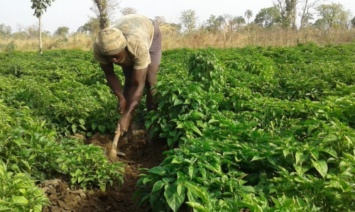 Un projet de sécurité alimentaire inclusive lancé dans les Savanes et la Kara