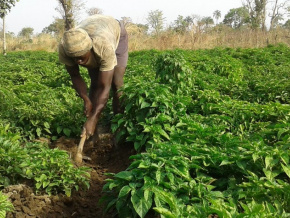 Un projet de sécurité alimentaire inclusive lancé dans les Savanes et la Kara