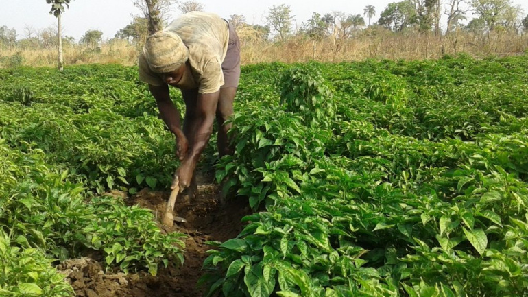 un-projet-de-securite-alimentaire-inclusive-lance-dans-les-savanes-et-la-kara