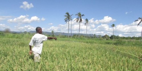 Vers une assurance agricole au profit des producteurs togolais